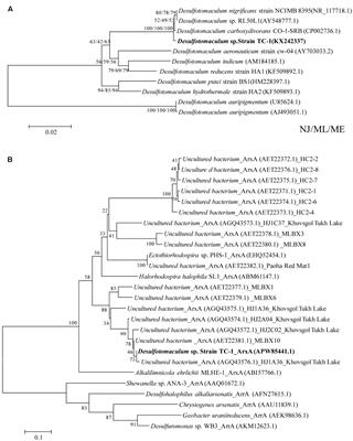 Thioarsenate Formation Coupled with Anaerobic Arsenite Oxidation by a Sulfate-Reducing Bacterium Isolated from a Hot Spring